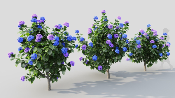 Hydrangea macrophylla a