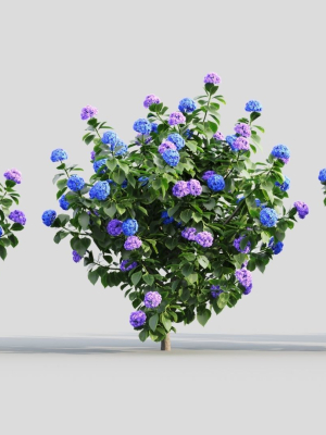 Hydrangea macrophylla a