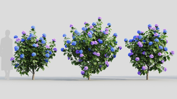 Hydrangea macrophylla a