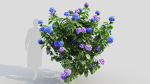 Hydrangea macrophylla a