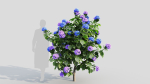 Hydrangea macrophylla a
