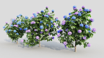 Hydrangea macrophylla a