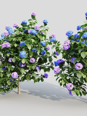 hydrangea-macrophylla-a-3d-model-fd392268e7