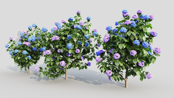 Hydrangea macrophylla a