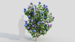 Hydrangea macrophylla b