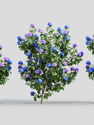 Hydrangea macrophylla b