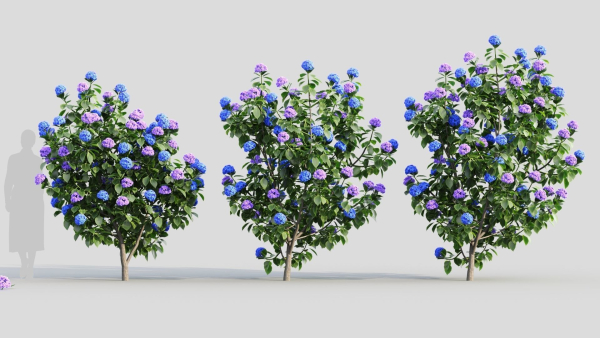 Hydrangea macrophylla b