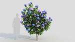 Hydrangea macrophylla b