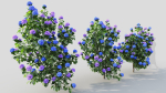 Hydrangea macrophylla b