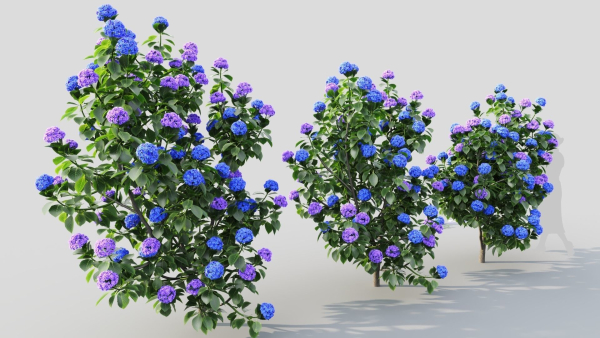 Hydrangea macrophylla b