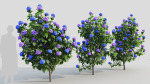Hydrangea macrophylla b