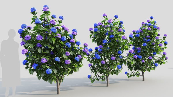 Hydrangea macrophylla b