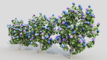 Hydrangea macrophylla b