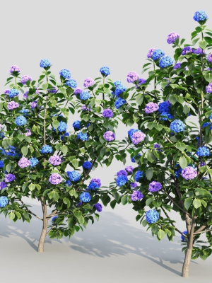 hydrangea-macrophylla-b-3d-model-a270a48df7