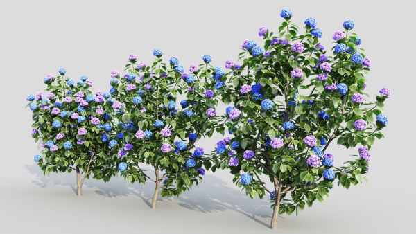 Hydrangea macrophylla b