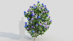 Hydrangea macrophylla b