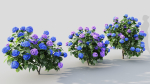 Hydrangea macrophylla c