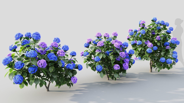 Hydrangea macrophylla c
