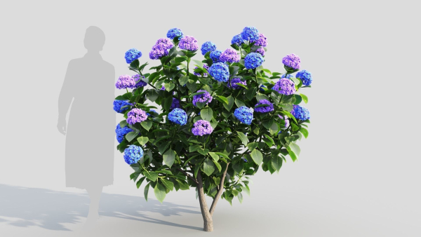 Hydrangea macrophylla c