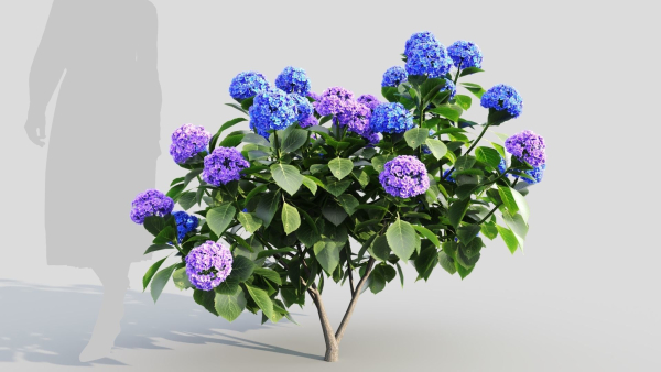Hydrangea macrophylla c