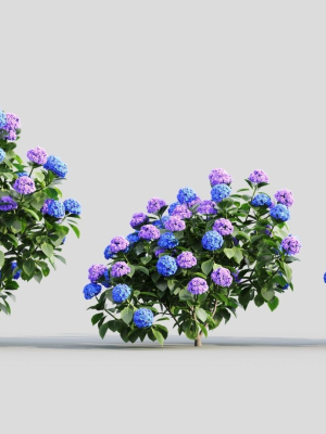 Hydrangea macrophylla c