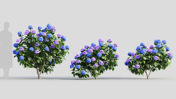 Hydrangea macrophylla c