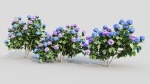 Hydrangea macrophylla c