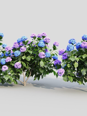 hydrangea-macrophylla-c-3d-model-a674218c15
