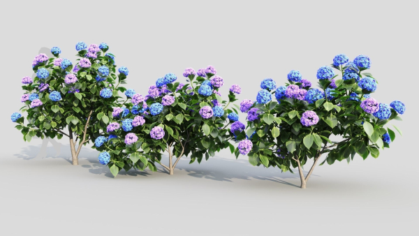 Hydrangea macrophylla c