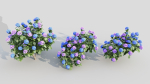 Hydrangea macrophylla c