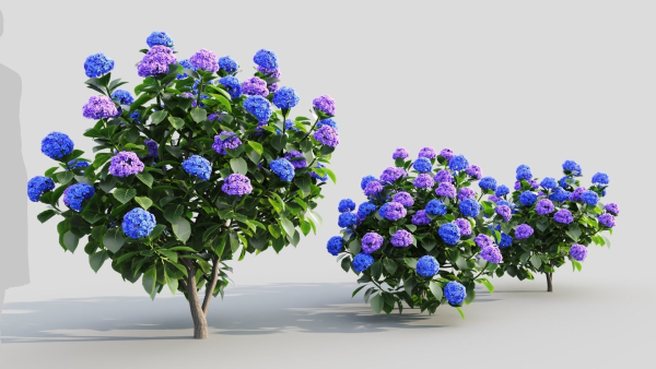 Hydrangea macrophylla c