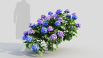 Hydrangea macrophylla c