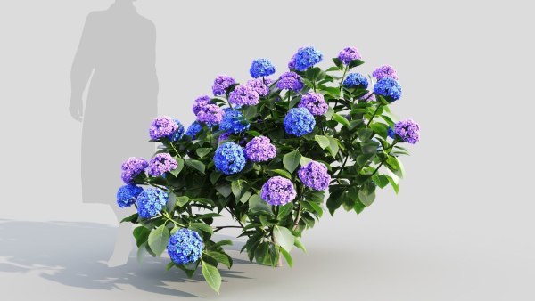 Hydrangea macrophylla c