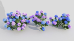 Hydrangea macrophylla d