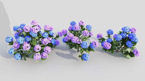 Hydrangea macrophylla d