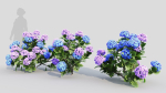 Hydrangea macrophylla d