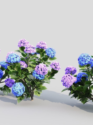 hydrangea-macrophylla-d-3d-model-5725a5af32