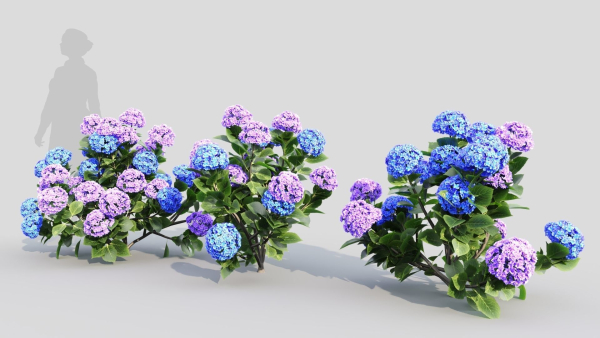 Hydrangea macrophylla d