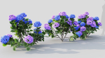 Hydrangea macrophylla d