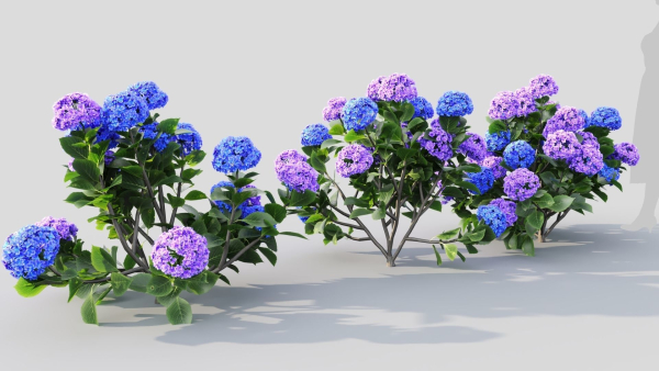 Hydrangea macrophylla d