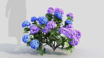 Hydrangea macrophylla d