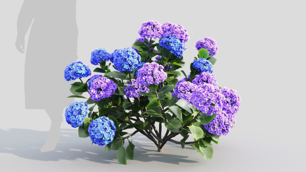 Hydrangea macrophylla d