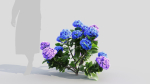 Hydrangea macrophylla d