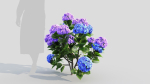 Hydrangea macrophylla d