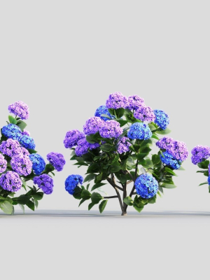 Hydrangea macrophylla d