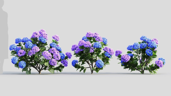 Hydrangea macrophylla d