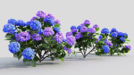 Hydrangea macrophylla d