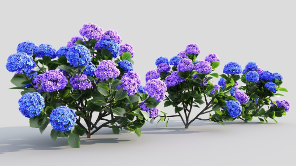 Hydrangea macrophylla d