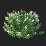 Hydrangea Paniculata Tardiva