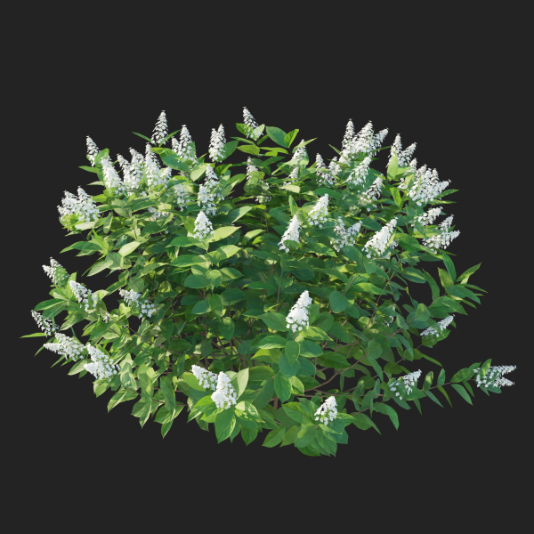 Hydrangea Paniculata Tardiva